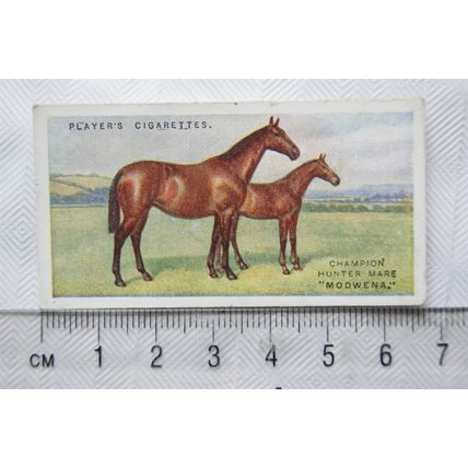 1916 Players British Livestock 13 The Hunter