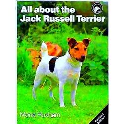 All About The Jack Russell Terrier