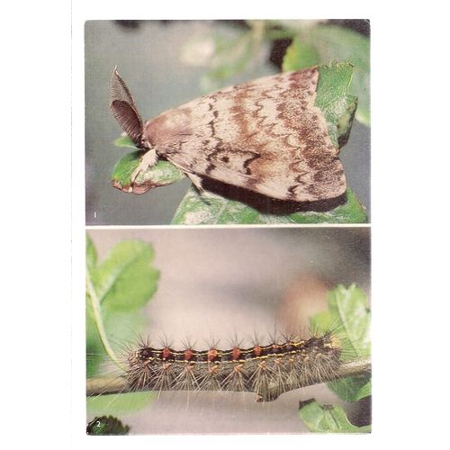THE GIPSY MOTH unused vintage card BRITISH HISTORY MUSEUM =