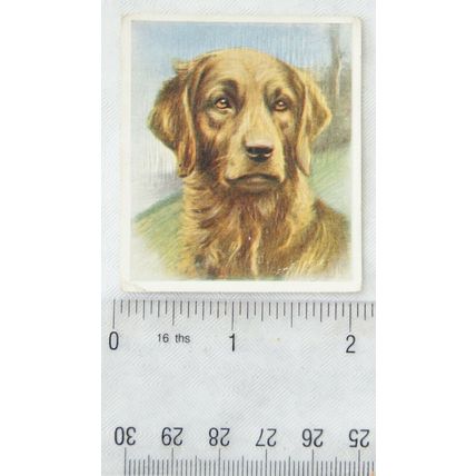 1939 Godfrey Phillips Our Dogs No. 26 The Golden Retriever