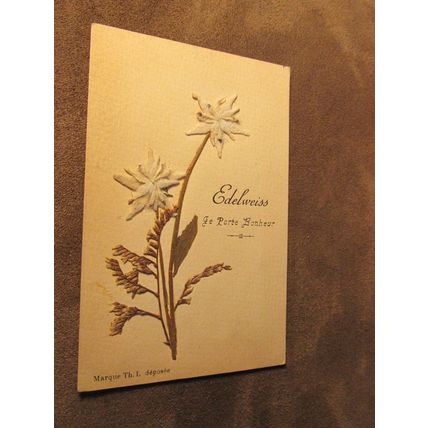 Early French Postcard - Dried Flowers - Edelweiss