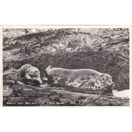 ED 205 ATLANTIC GREY SEAL WITH CALF. FARNE ISLANDS . RP POSTCARD