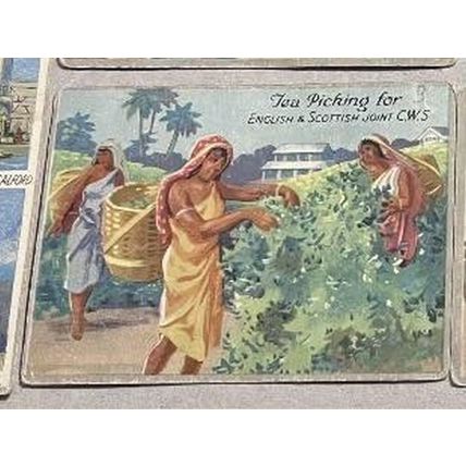 CWS Tea Cards - The Story of Tea - Full Set (12 cards)