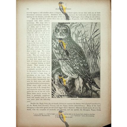 Short Eared Owl (Snowy Owl On Reverse), Natural History Book Illustration, 1896