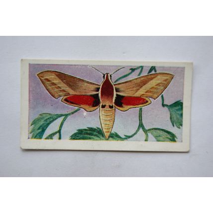 1958 Swettenham tea card Butterflies & Moths No. 21 Eastern Elephant Hawk Moth