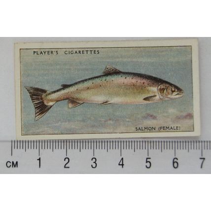 1933 Players Fresh-water Fishes, pink back No. 36 Salmon (Female)