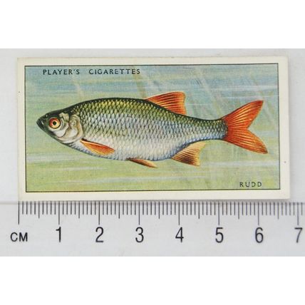 1933 Players Fresh-water Fishes, pink back No. 34 Rudd