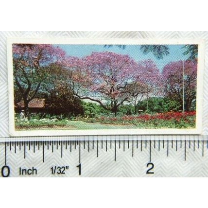 Lyons Tea card Australia No. 26 Jacaranda