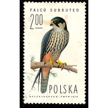 Poland 1975 Bird 2.00z Used Stamp Falcons