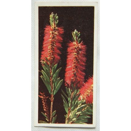 Lyons Tea card Australia No. 31 Bottle Brush