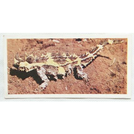 Lyons Tea card Australia No. 23 Mountain devil