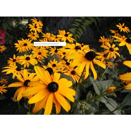 Black Eyed Susan - Flower Seeds - BOGO