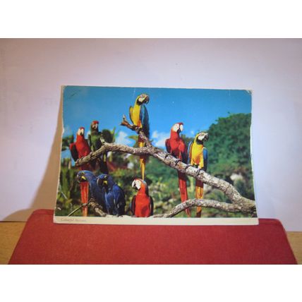 COLOURFUL MACAW PARROTS unused postcard by John Hinde =