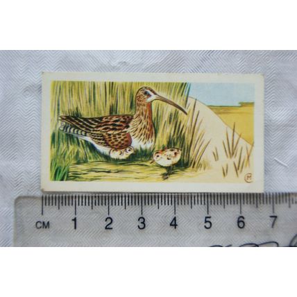 1970 Gowers & Burgons card No. 9 Curlew, British Birds and Their Nests