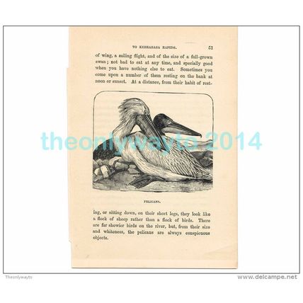 PELICANS, AFRICA, Book Illustration, c1883
