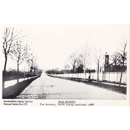 The Avenue Old Bushey Hertfordshire in 1907 Postcard