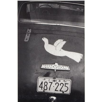 Cuba Cuban Classic Car Matanzas Hudson Bird Photo Postcard