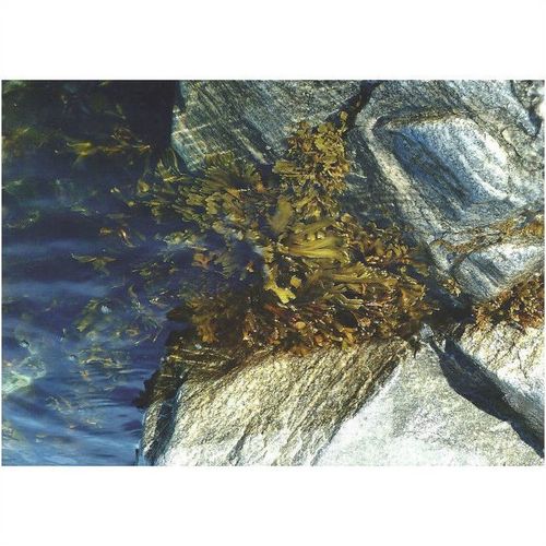 BET.G514: Bladder Wrack (Fucus vesiculosus).