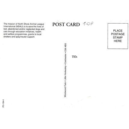 Scottish Terrier Postcard unused VGC