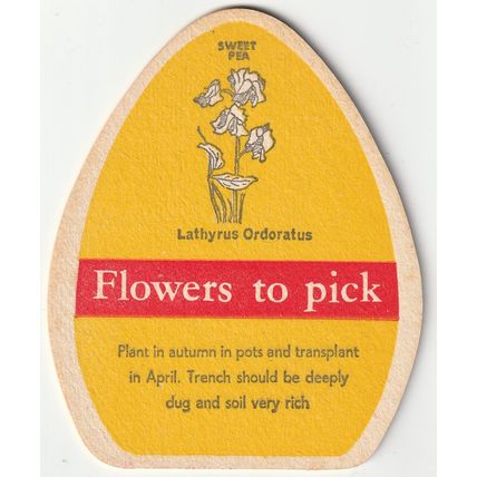BEER MAT - FLOWERS BREWERY - SWEET PEA - (Cat 031) - (1961)
