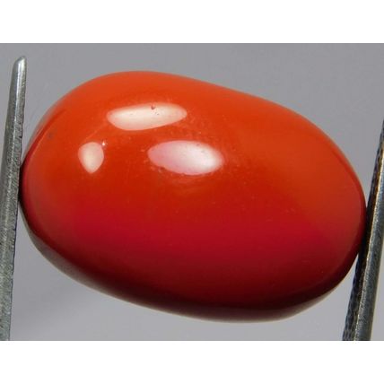 100% Natural 15.50 Ct Coral Oval Cut Rare Italian Loose Gemstone