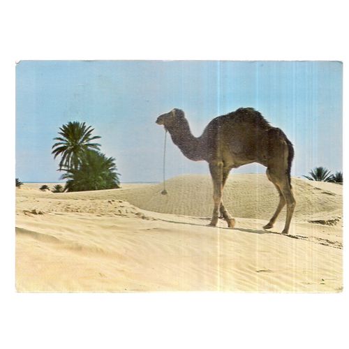 CAMEL, TUNISIA vintage used postcard. 1989 postmark =
