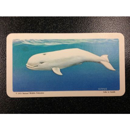 Red Rose Tea Card - Blue Ribbon The Arctic Series 16 - Set of 10 cards