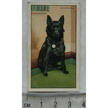 1936 Gallaher Dogs 1st Series No. 24 The Schipperke