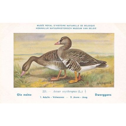 Lesser White Fronted Goose Anser Erythropus Old Bird Rare Postcard