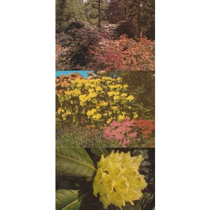 Azaleas Rhodendron Exbury Gardens Southampton 3x Postcard s