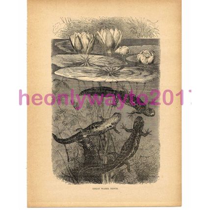 Great Water Newts, Victorian Natural History Book Illustration, 1896