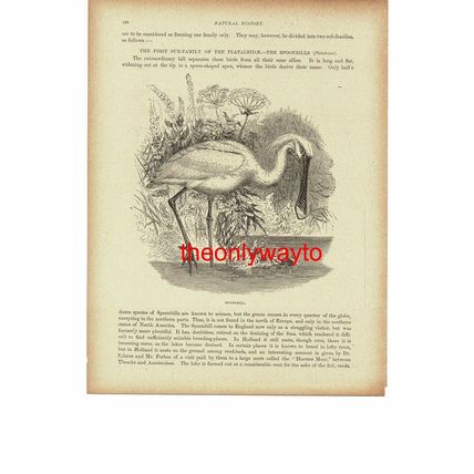 Spoonbill, White Stork On Reverse, Birds, Book Illustration, 1896