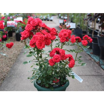 Rose Plant in Pot 'Birthday Wishes' Repeat Flowering Bush Garden Ready Shrub
