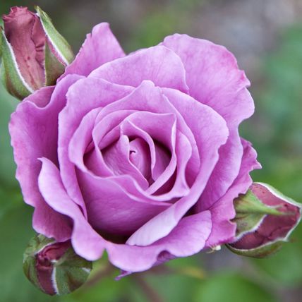 Rose Plant in Pot 'Blue Moon' Hybrid Tea Garden Shrub 4L