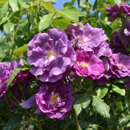Rose Plant in Pot 'Rhapsody in Blue' Floribunda Bush Garden Ready Live Shrub
