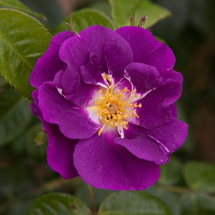 Rose Plant in Pot 'Rhapsody in Blue' Floribunda Bush Garden Ready Live Shrub