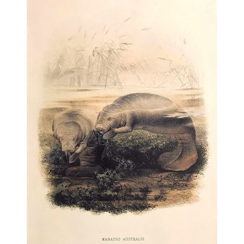 MANATEE antique Print Lithograph Animal Art Decor Orig Wall Art To Frame Gift