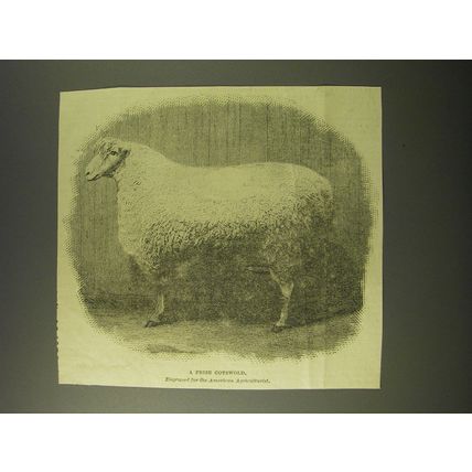 1887 Illustration of A Prize Cotswold Sheep