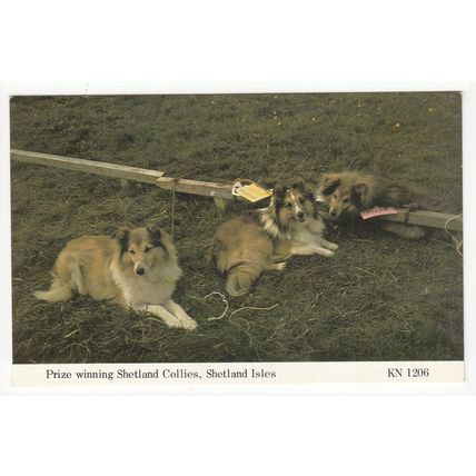 Prize Winning Dogs Shetland Collies Shetland Islands Postcard