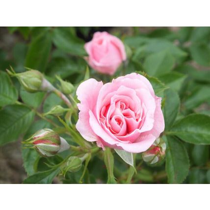 Rose Plant in Pot 'Pretty Polly' Repeat Flowering Bush Garden Ready Live Shrub
