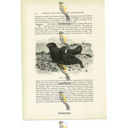 Northern Sea Bears, Animal Book Illustration (Print), c1916