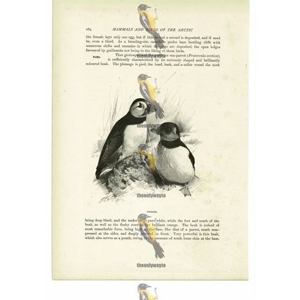 Puffins, Animal Book Illustration (Print), c1916