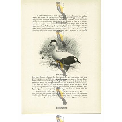 Eider Drake, Animal Book Illustration (Print), c1916