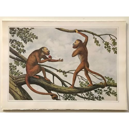 Red Howler Monkey Antique Print Litho poster Ape vintage Animal Wall Art Decor