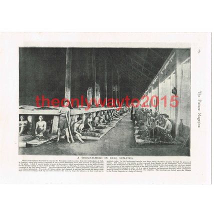 Tobacco Shed, Deli, Sumatra, Book Illustration (Print), 1895