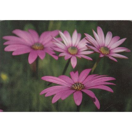 Osteospermum Barberiae Postcard unused crease