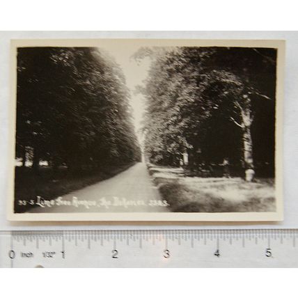 vintage postcard Lime Tree Avenue, The Dukeries