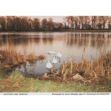 Ducks Swan Birds at Blickling Norfolk Rare Village River Lake Postcard