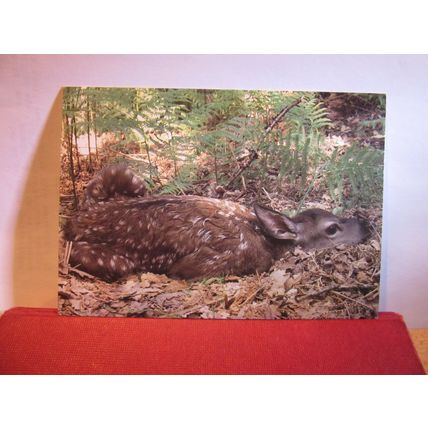 RED DEER CALF/FAWN Somerset unused postcard. Exmoor National Park =