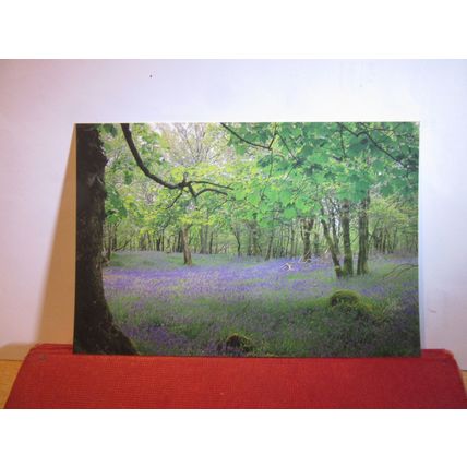 BLUEBELL WOOD, SALEN, ISLE OF MULL, SCOTLAND unused postcard by Martin Guppy =